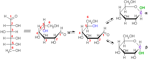 Глюкоза растворение в воде. Ендиольная форма сахарозы. Гидролиз метилированной лактозы. Циклические формы углеводов. Число гидроксильных групп в циклической форме.